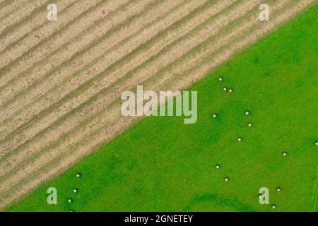 Aerial drone view shoot of abstract geometric shapes of green farm lawn with straw bales and maize or corn plowed field. Agricultural parcels in autumn or summer. Harvesting arable land, crop season Stock Photo