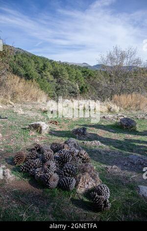 pine cones piled up on the ground in Sierra de Huetor Stock Photo