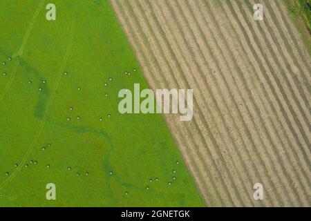 Aerial drone view shoot of abstract geometric shapes of green farm lawn with straw bales and maize or corn plowed field. Agricultural parcels in autumn or summer. Harvesting arable land, crop season Stock Photo