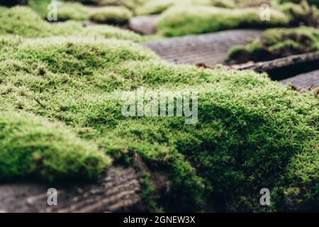 tiled roof covered with moss. The stone is covered with beautiful moss and lichen. Bright green moss Background with texture in nature. Natural moss Stock Photo