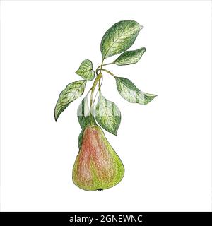 Pear branch with fruit and leaves, color hand-drawn pencil drawing, isolated, white background. Vector illustration Stock Vector