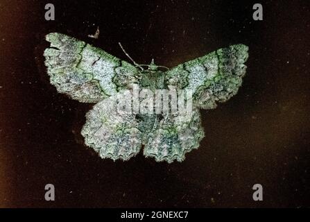 Australian Textured Emerald moth, hypodoxa muscosaria on dark background. Intricate green, brown and white patterns on topside of wings. Queensland Stock Photo
