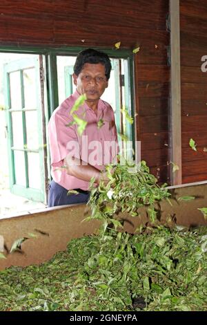 Tea Processing Factory - tea leaves drying on withering tables - fine mesh aired from ventilation below Stock Photo