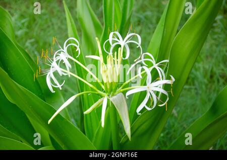 Selective Focus On Crinum Asiaticum Or Giant Lily Plant With Flower And Green Leaves Isolated With Blur Background In The Morning Sun Light In The Par