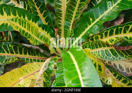 Green and yellow Crotons or codiaeum verieagatum flower's leaves in park in landscape. Stock Photo