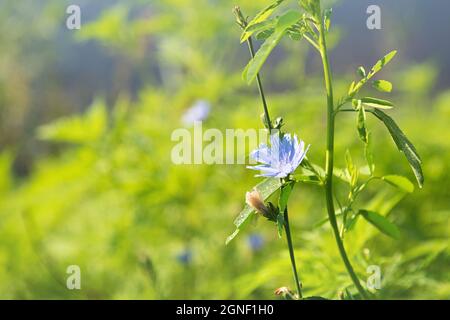 Chicory plant with blue flower and morning dew on leaves in its natural habitat. This wildflower is used to make alternative coffee drink. Unfocused r Stock Photo