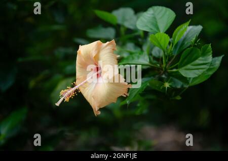 Light yellow hibiscus flower with green leaves in the park with blur background in landscape. Stock Photo