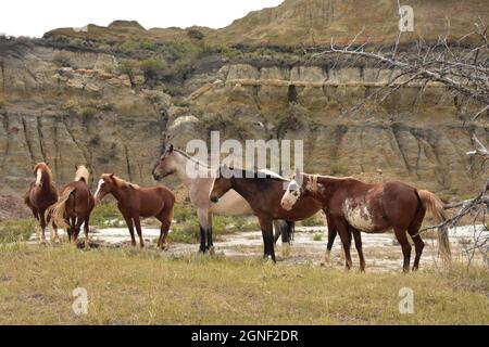 Small band of wild horses in a North Dakota canyon. Stock Photo