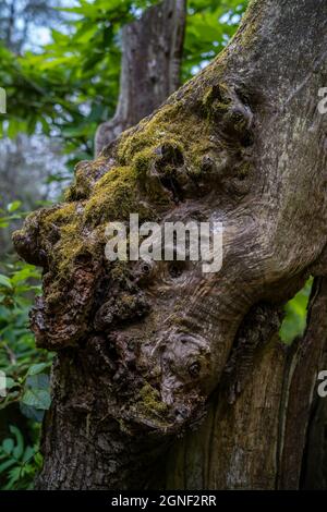 trunk with gnarled thin bark with moss on top green forest of argentona catalonia spain Stock Photo