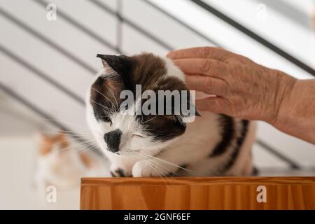 close up. black and white cat  lying on a wooden box, enjoys the caresses on his head Stock Photo