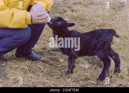 A young black lamb being bottle fed by hand, due to it's mother not being able to produce enough milk to keep it alive. Stock Photo