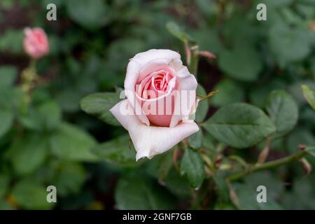 Close up of Fernand Gignac rose flower in the garden. Canada Stock Photo