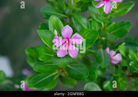 Selective focus on MADAGASCAR PERIWINKLE flower and green leaves isolated with blur background in the park in morning sunshine. Pink flower. Stock Photo