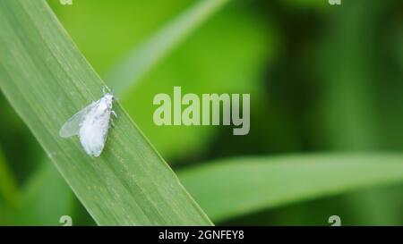 Close-up of a fluffy white fairy fly aphid resting on a blade of grass in a field. Stock Photo