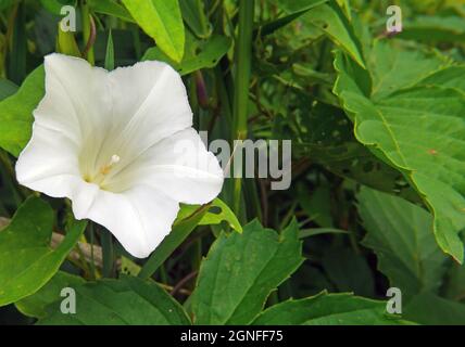 Close-up of the white flower on a wild morning glory plant growing in lush vegetation Stock Photo