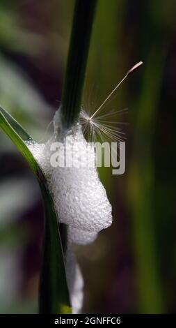 Close-up of a dandelion seed stuck in the white bubbles on a plant stem. Stock Photo