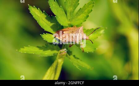 Close-up of a brown assassin bug resting on a plant leaf in a field. Stock Photo
