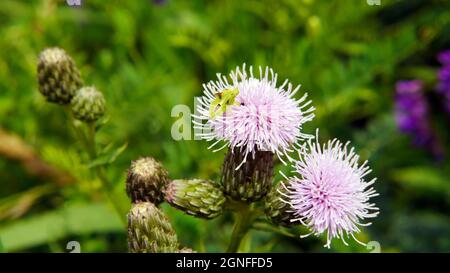 Close-up of a green assassin bug resting on the pink flower on a creeping thistle plant growing in a field. Stock Photo
