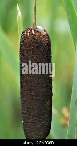 Close-up of a tiny amber snail crawling on the top of a cattail plant growing in a creek. Stock Photo