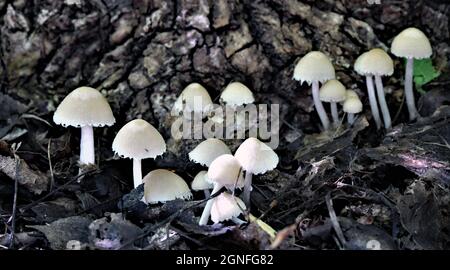 Close-up of a bunch of mushrooms growing at the base of a tree in the forest with a tiny insect resting on one of the mushrooms. Stock Photo
