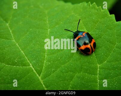 Close-up of a red and black beetle resting on a green tree leaf in the forest. Stock Photo