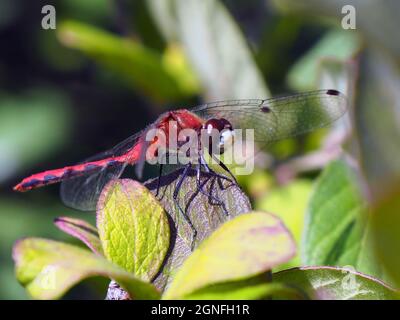 OLYMPUS DIGITAL CAMERA - Close-up of a red dragonfly resting in the sunlight on the leaves of a tree growing in the forest. Stock Photo