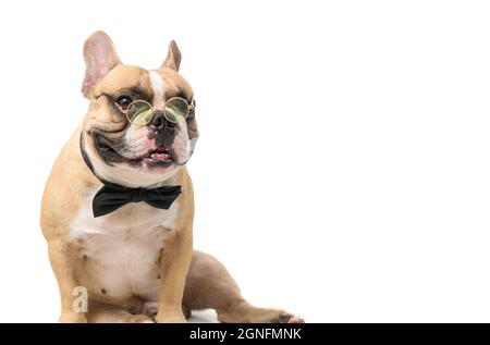 cute french bulldog wear glasses with black bow tie and look at camera isolated on white background, pet and animal concept Stock Photo