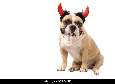 French bulldog wearing devil headband isolated on white background, pets and halloween concept Stock Photo