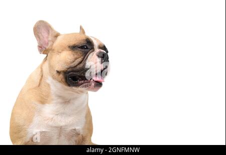 French bulldog sitting with tongue isolated on white background, pets and animal concept Stock Photo