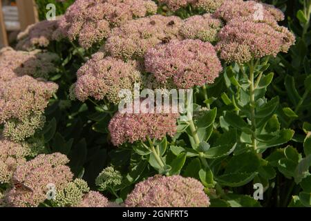 Bumblebee (Bombus lucorum) Gathering Nectar on the Flower Head of an Ice Plant (Hylotelephium spectabile) in a Country Cottage Garden in Rural Devon Stock Photo