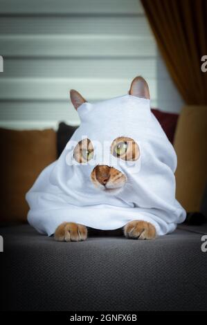 Domestic cat in a ghost costume sits on a gray sofa Stock Photo