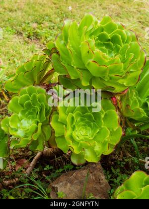 Fleshy leaved rosettes of the branching, half hardy Canary Islands native succulent, Aeonium undulatum