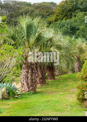 Line of silvery fronded jelly palms, Butia odorata, at Tremenheere Sculpture Park, Cornwall, UK Stock Photo