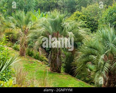 Line of silvery fronded jelly palms, Butia odorata, at Tremenheere Sculpture Park, Cornwall, UK Stock Photo