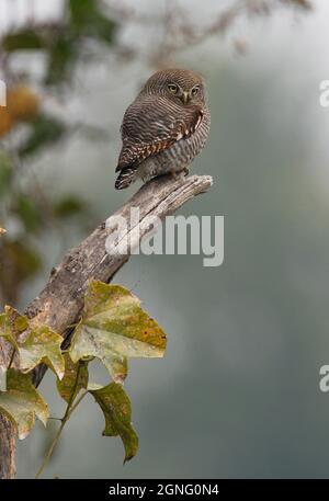Jungle Owlet (Glaucidium radiatum radiatum) adult on dead snag Koshi Tappu, Nepal            January Stock Photo