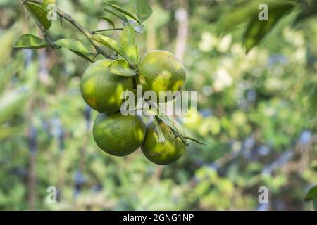 Growing a bunch of sweet oranges on a branch in the garden Stock Photo