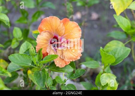 A multicolor hibiscus rosa sinensis or chinese rose flower bloomed on a branch in the garden Stock Photo