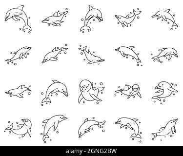 Line art vector illustration of a dolphin Stock Vector Image & Art - Alamy