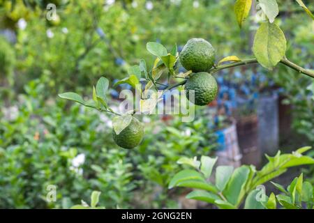 Three fresh organic mandarin fruits growing on a branch inside of an agricultural farm Stock Photo