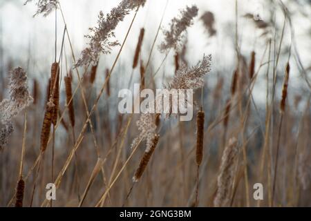 Dry reed on the lake, reed layer, reed seeds. Golden reed grass in the fall in the sun. Abstract natural background. Beautiful pattern with neutral co Stock Photo