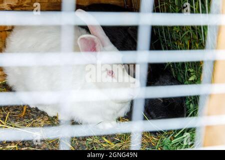 Small feeding white and black rabbits chewing grass in rabbit-hutch on animal farm, barn ranch background. Bunny in hutch on natural eco farm. Modern Stock Photo