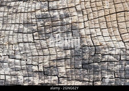 Cross section of ash tree gray elm oak porous stump burnt gray and weathered with small pores in annual rings with square rectangular mosaic cracks Stock Photo