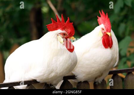 two roosters with red combs are sitting on the fence. High quality photo Stock Photo