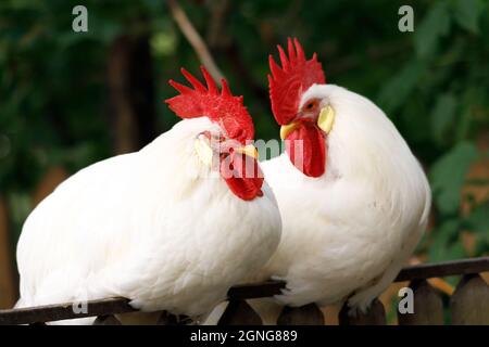 two roosters with red combs are sitting on the fence. High quality photo Stock Photo