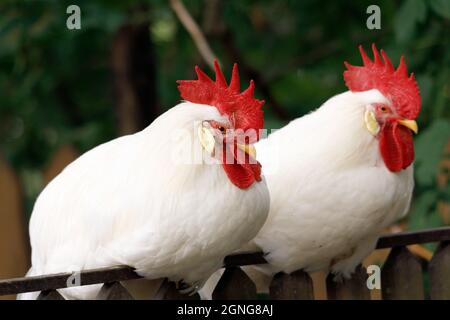 two roosters with red combs are sitting on the fence. High quality photo Stock Photo