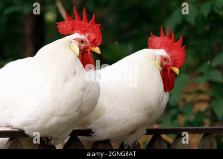 two roosters with red combs are sitting on the fence. High quality photo Stock Photo