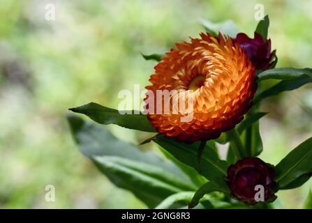 Spring nature background of orange and red Australian Everlasting Daisies, Xerochrysum bracteatum, family Asteraceae, in close up Stock Photo