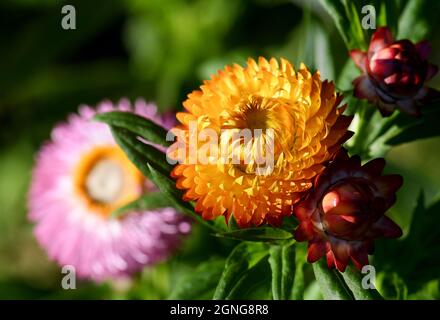 Spring nature background of yellow and red Australian Everlasting Daisies, Xerochrysum bracteatum, family Asteraceae, in close up Stock Photo