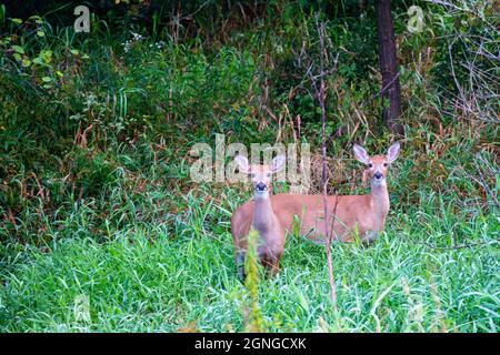 Twin white-tailed deer (odocoileus virginianus) standing in the brush very alert, horizontal Stock Photo