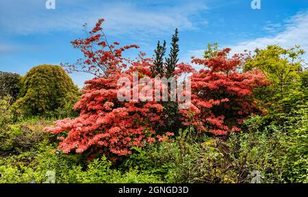 Colourful orange flowering rhododendron  japonica or azalea bush in rock garden, Scotland, UK Stock Photo